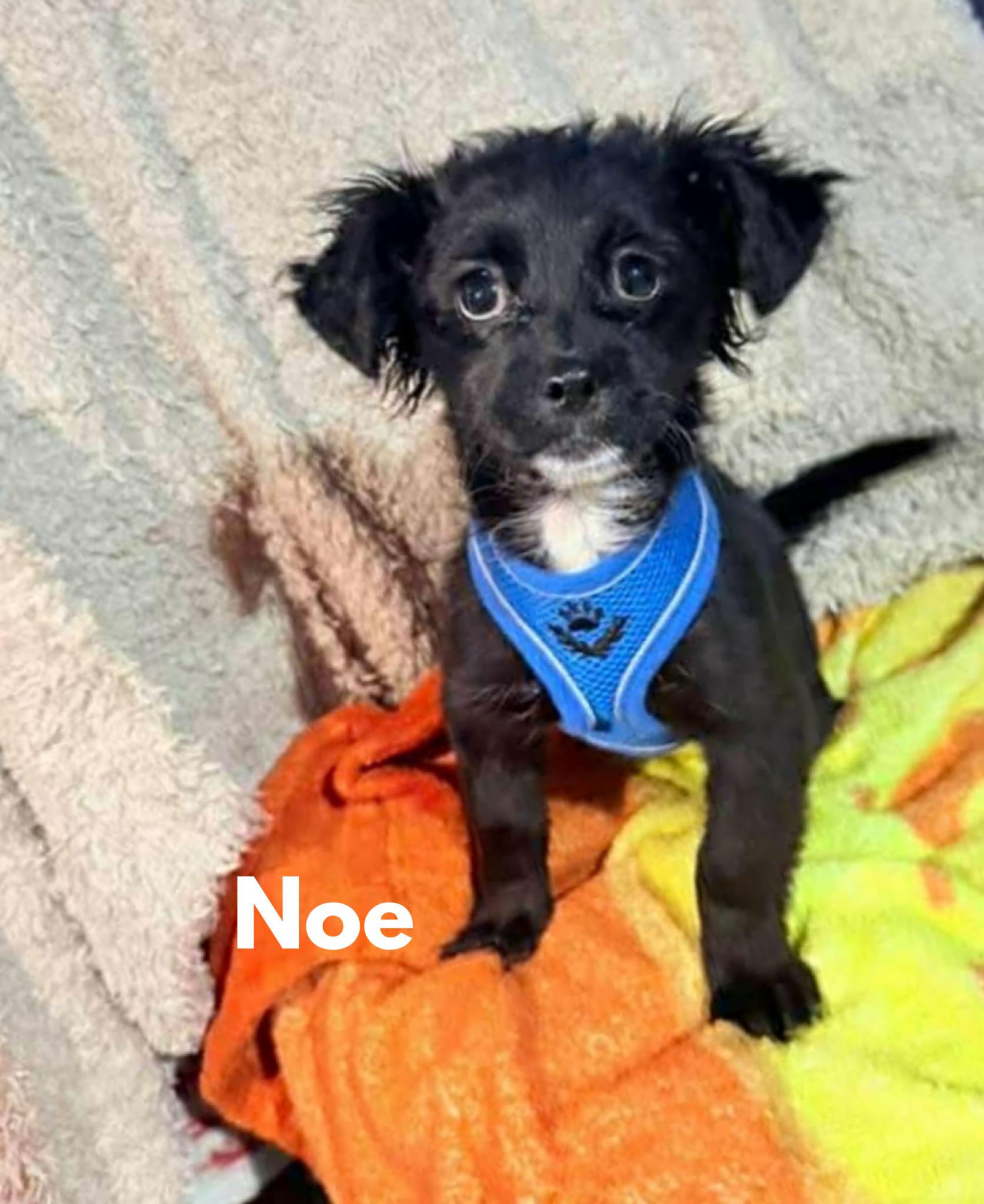 Enlarge Noe, an adopted mixed breed in San Diego , CA image 4/4