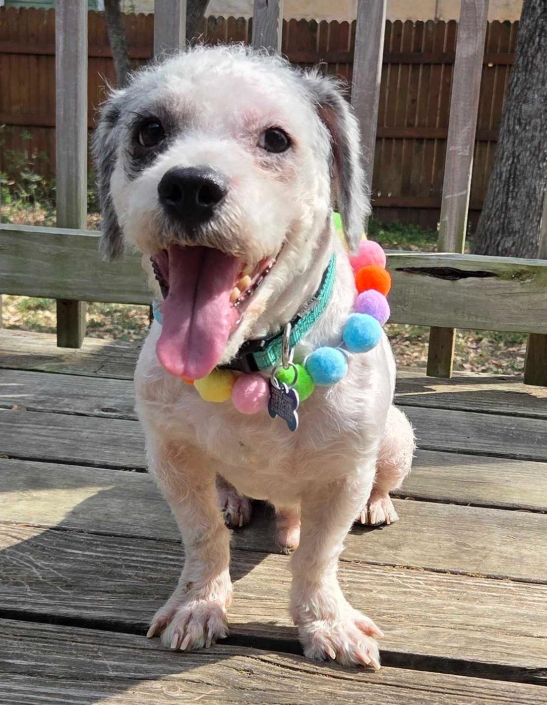 Oreo Cookie, ADOPTABLE, Adult Male Poodle (Toy).