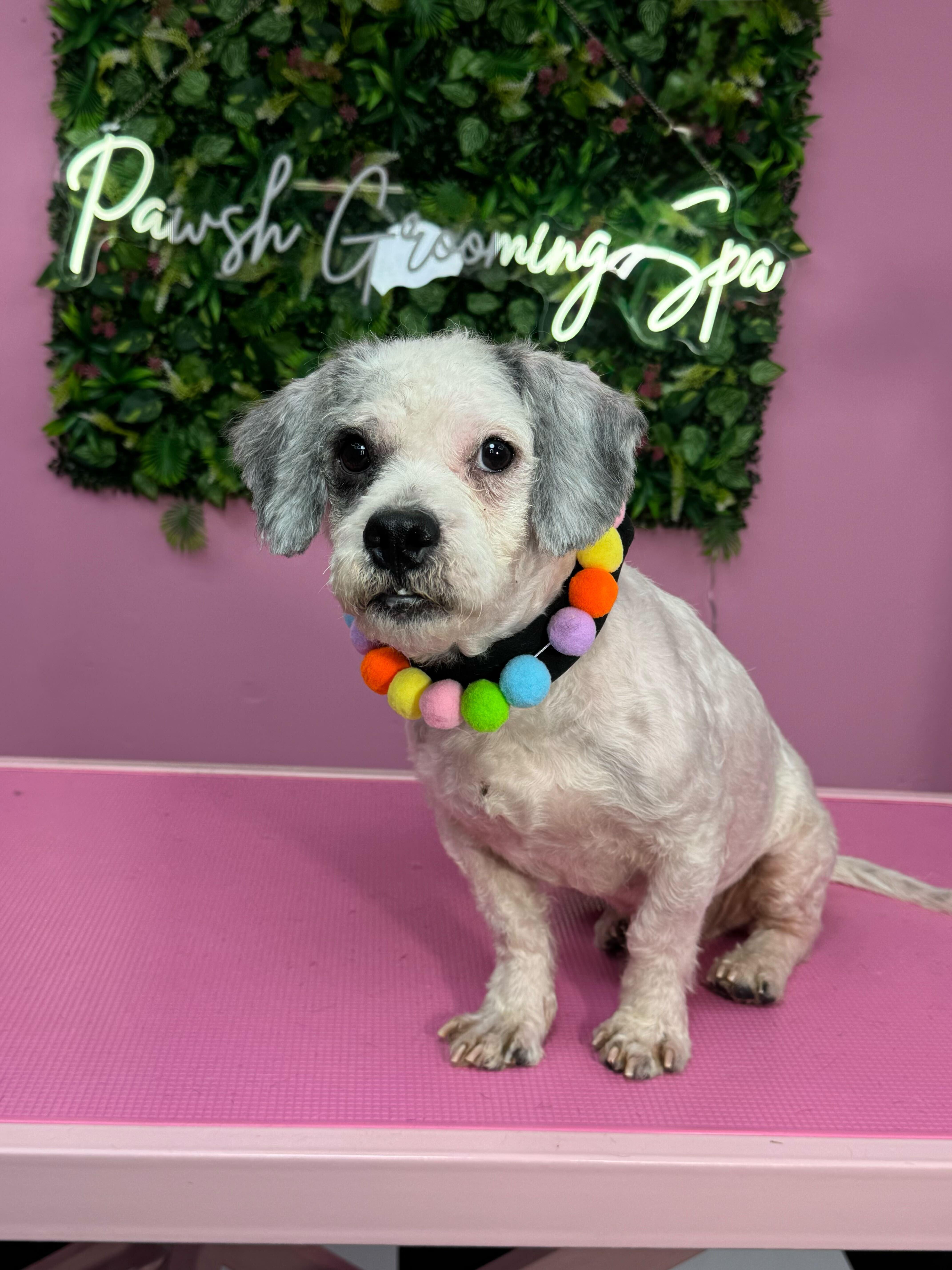 Enlarge Oreo Cookie, a ADOPTABLE mixed breed in Garland, TX image 4/5