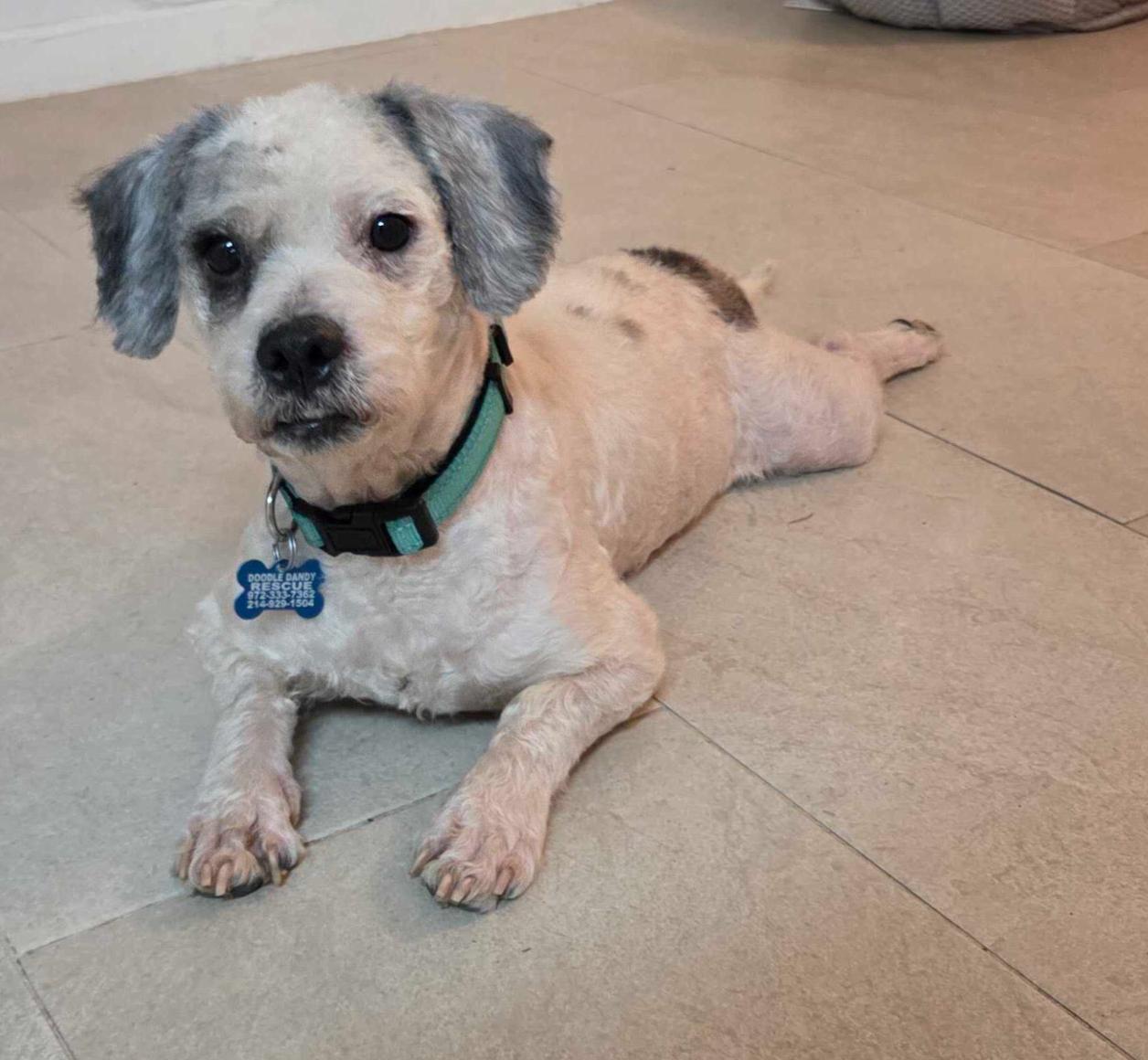 Enlarge Oreo Cookie, a ADOPTABLE mixed breed in Garland, TX image 3/5