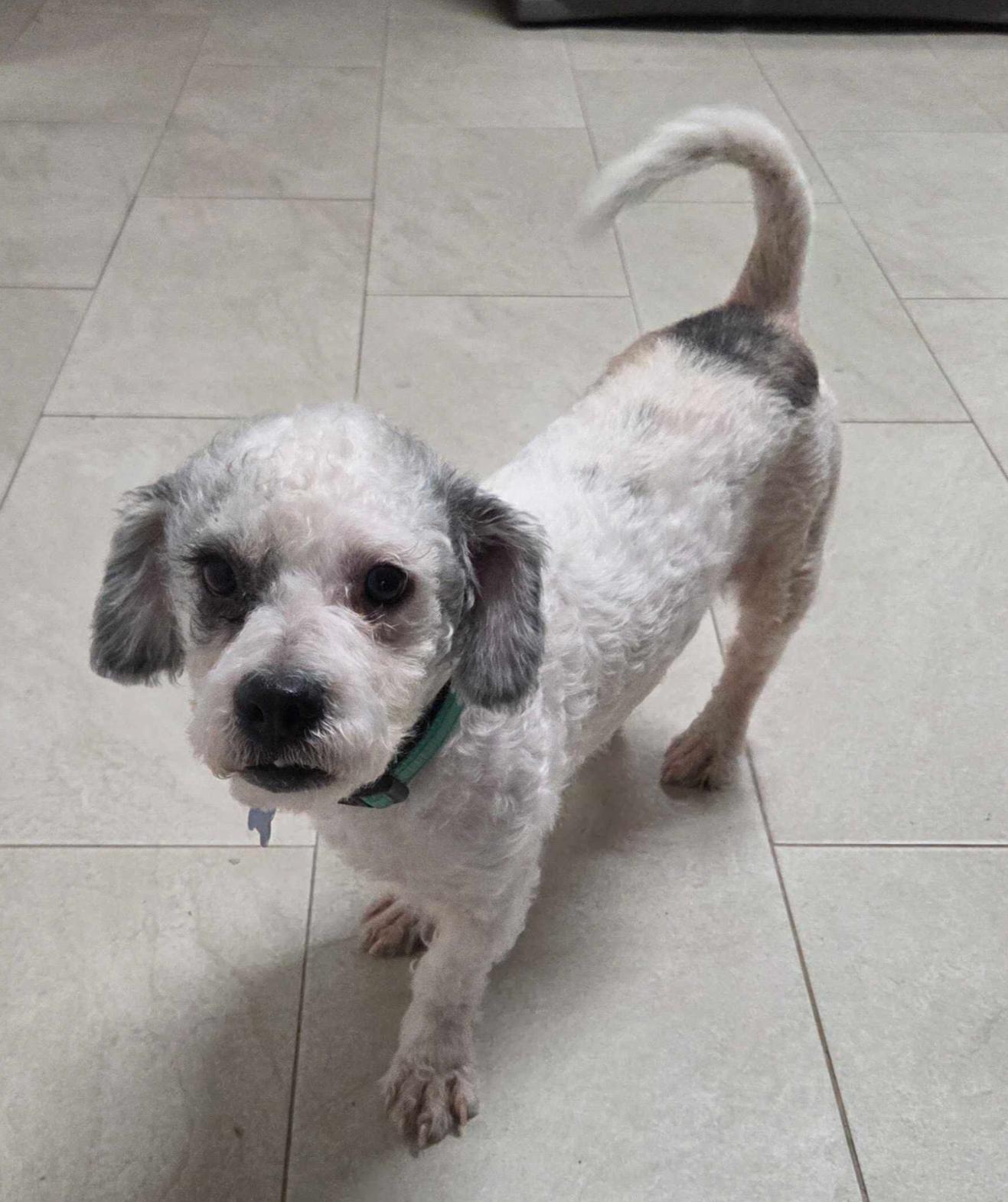 Enlarge Oreo Cookie, a ADOPTABLE mixed breed in Garland, TX image 2/5