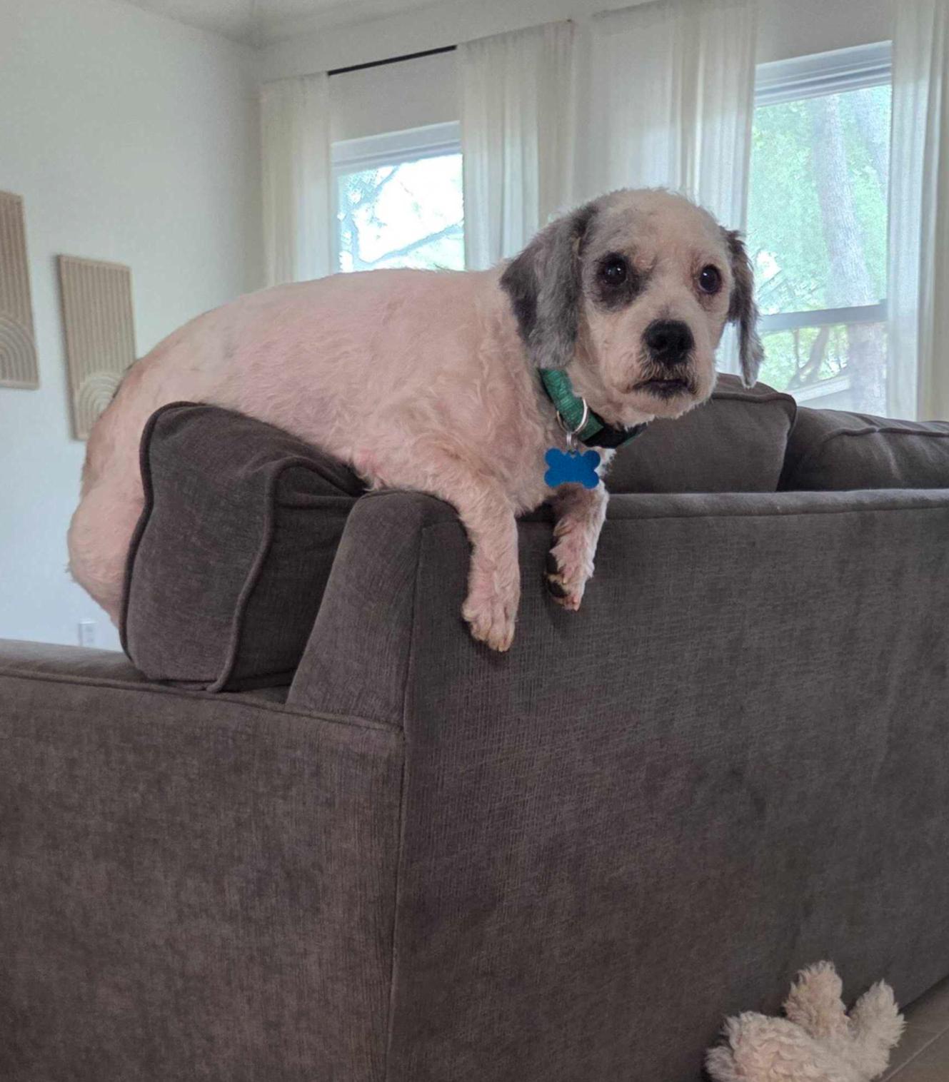 Enlarge Oreo Cookie, a ADOPTABLE mixed breed in Garland, TX image 5/5