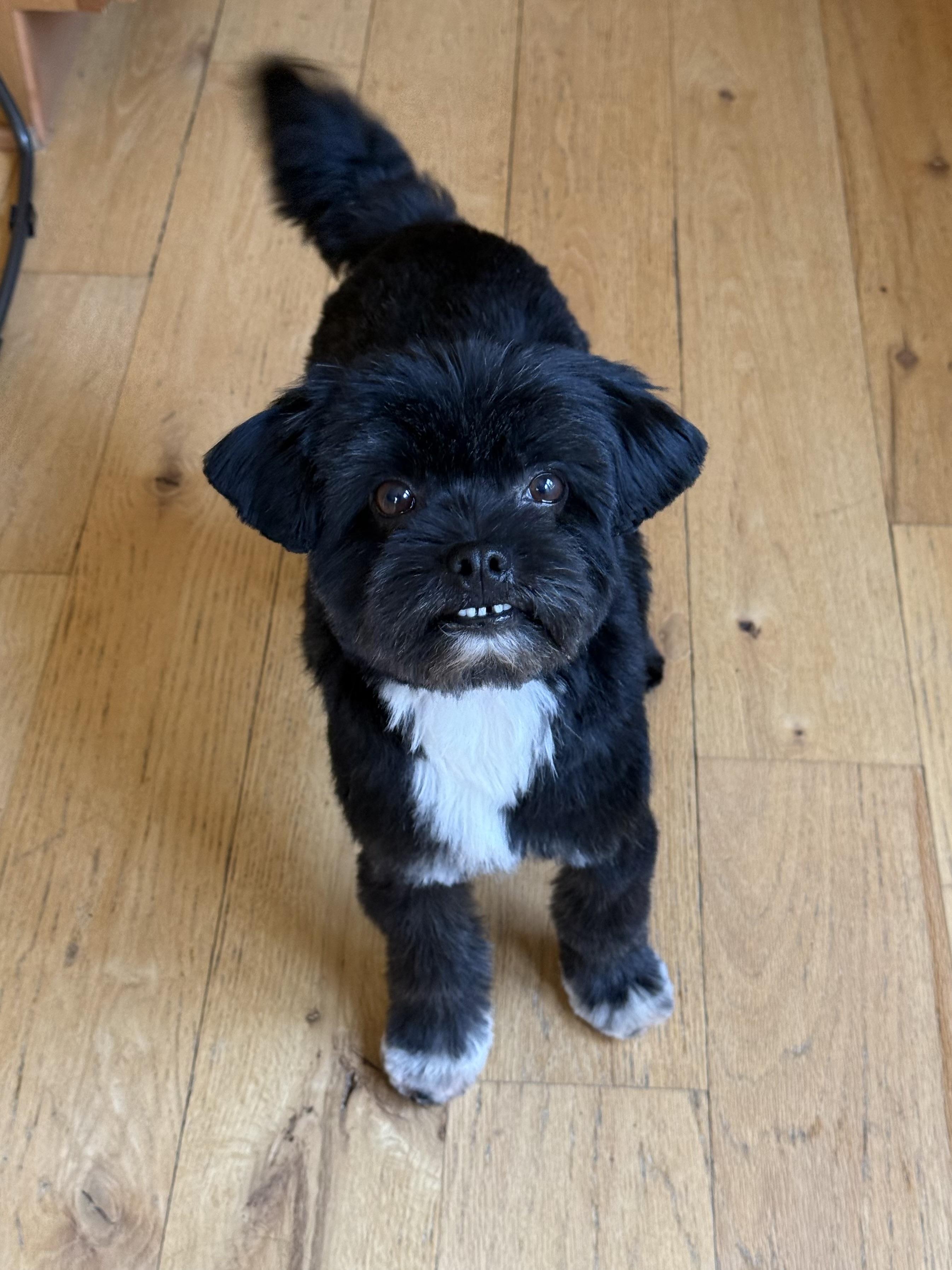 Marvin, Adoptable, Adult Male Tibetan Terrier.