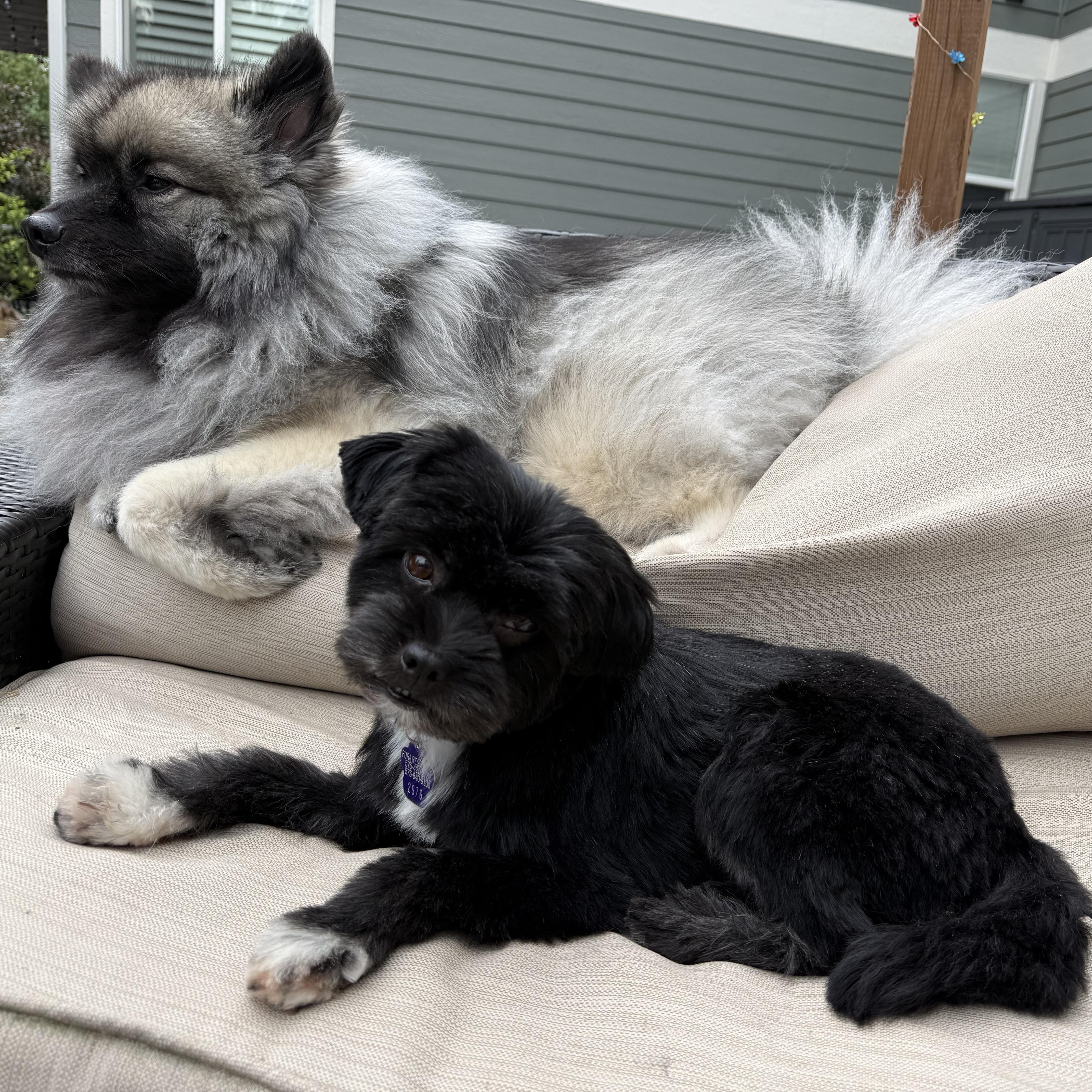Marvin, a Adoptable mixed breed in Carr, CO image 2/2