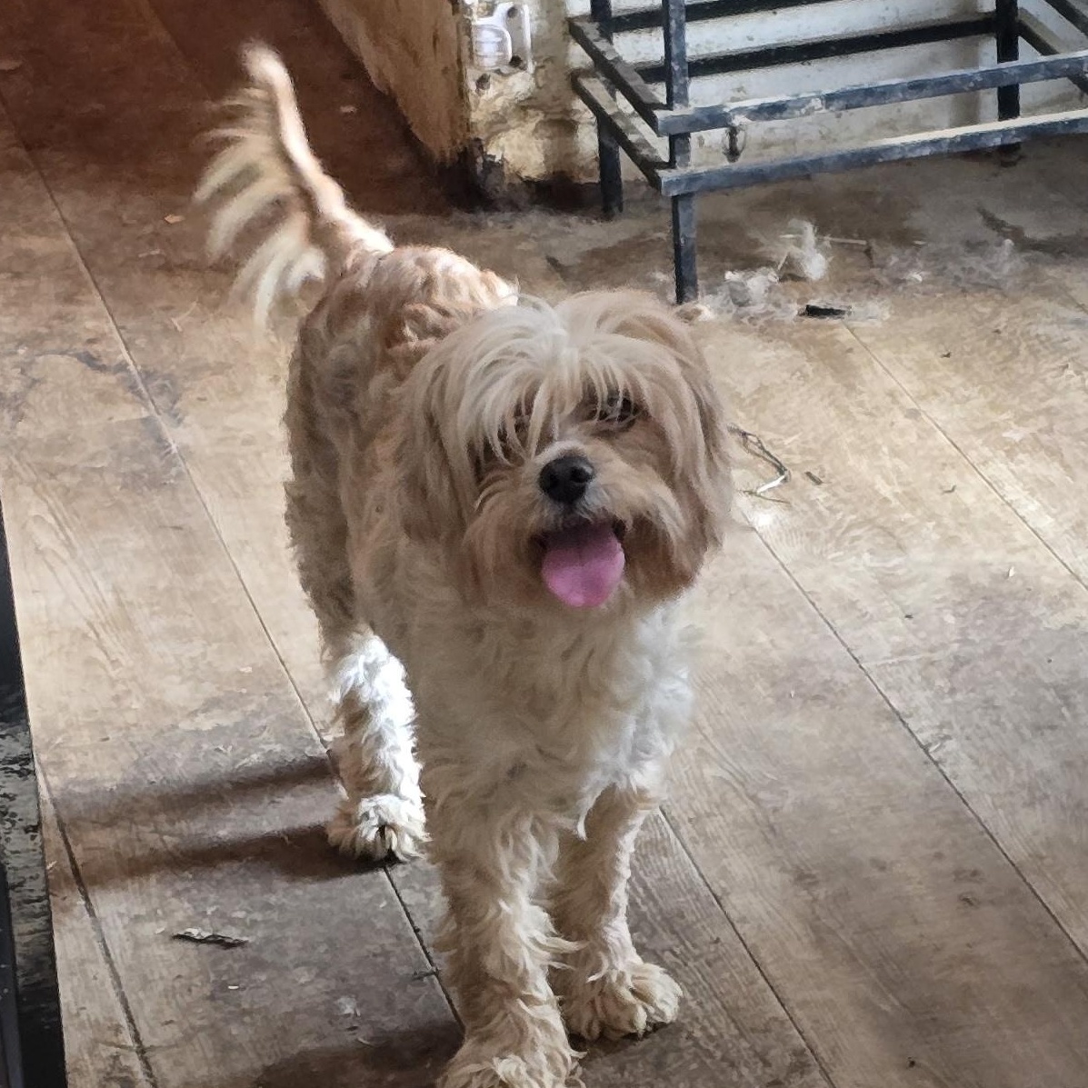 Sadie, ADOPTABLE, Adult Female Cavapoo.