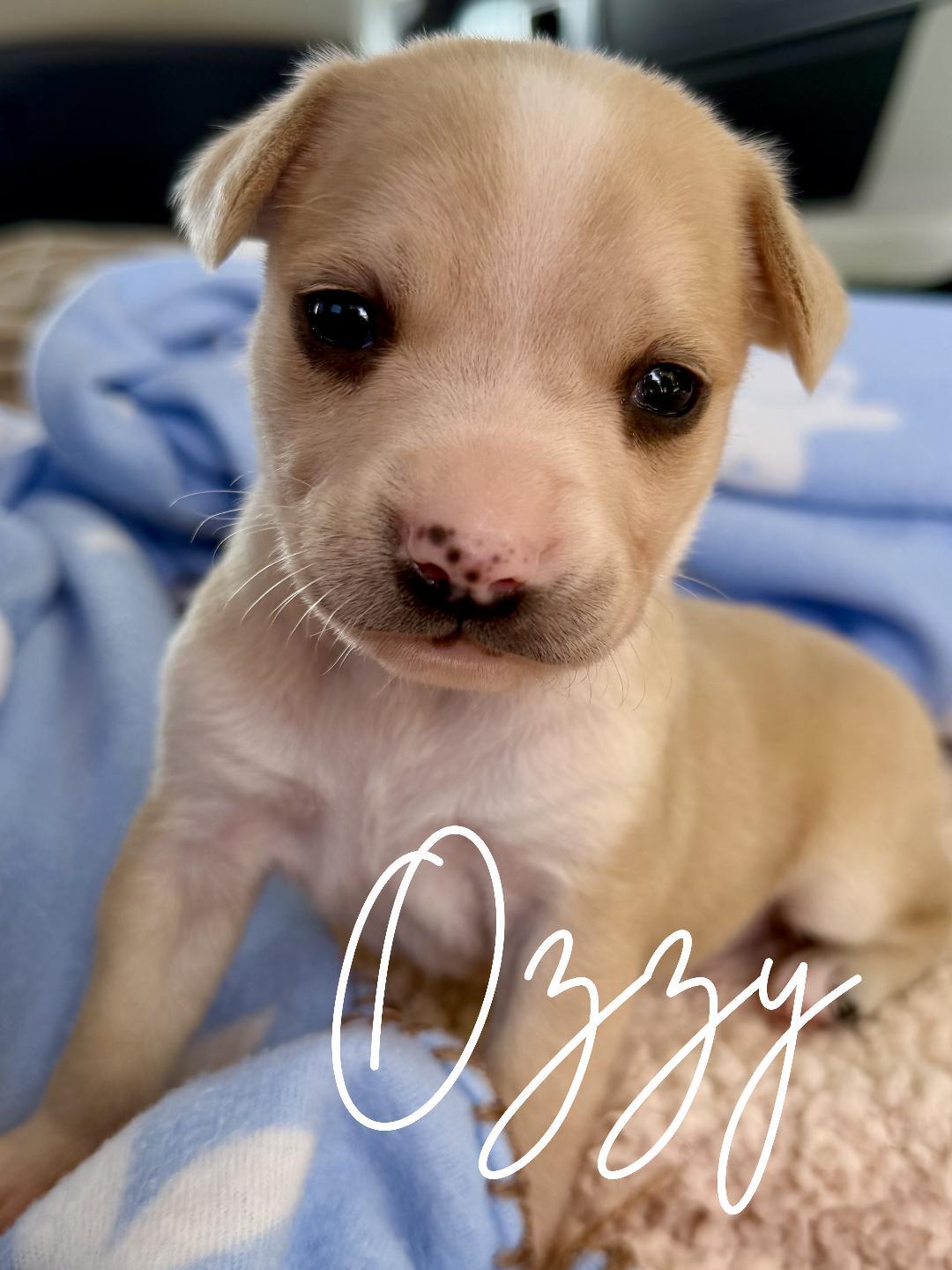 Ozzy, adopted, Puppy Male Chihuahua.