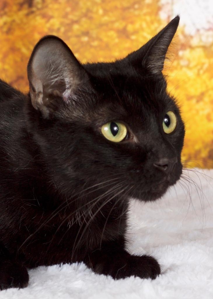 Enlarge Vogue (Pandee), a Adoptable mixed breed in Gilbert, AZ image 1/1