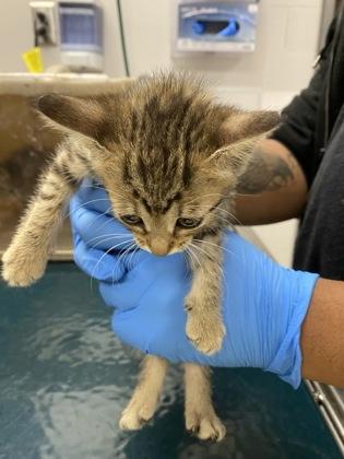Nebula, Adoptable, Kitten Female Domestic Short Hair & Domestic Short Hair.