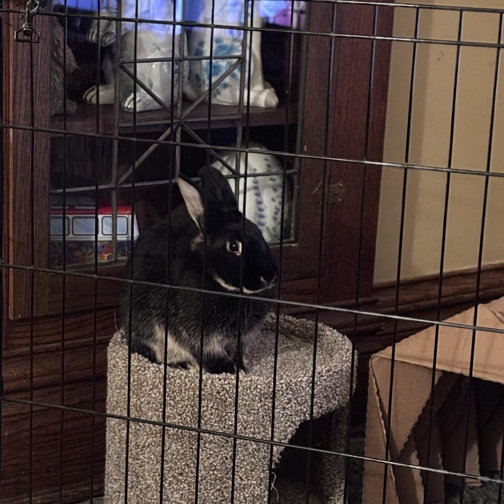 Cindy Hopper--In Foster, Adoptable, Adult Female Silver Marten.