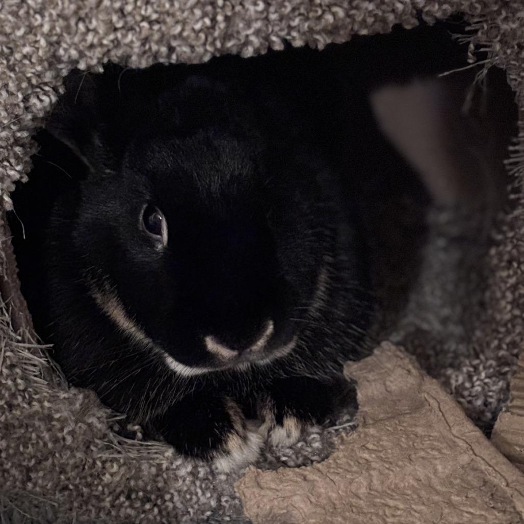 Enlarge Cindy Hopper--In Foster, a Adoptable Silver Marten in Fargo, ND image 2/6