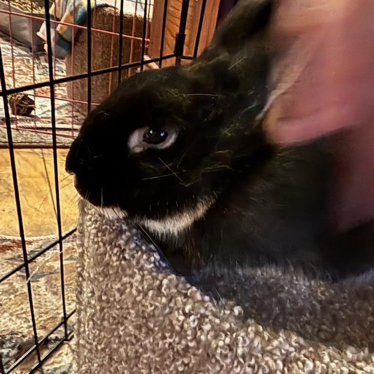 Cindy Hopper--In Foster, Adoptable, Adult Female Silver Marten.