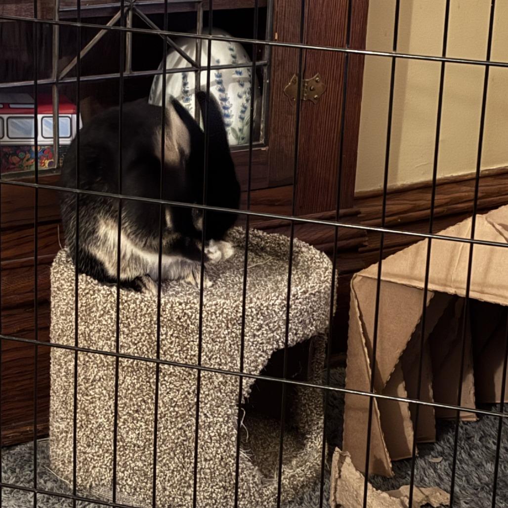 Enlarge Cindy Hopper--In Foster, a Adoptable Silver Marten in Fargo, ND image 4/6