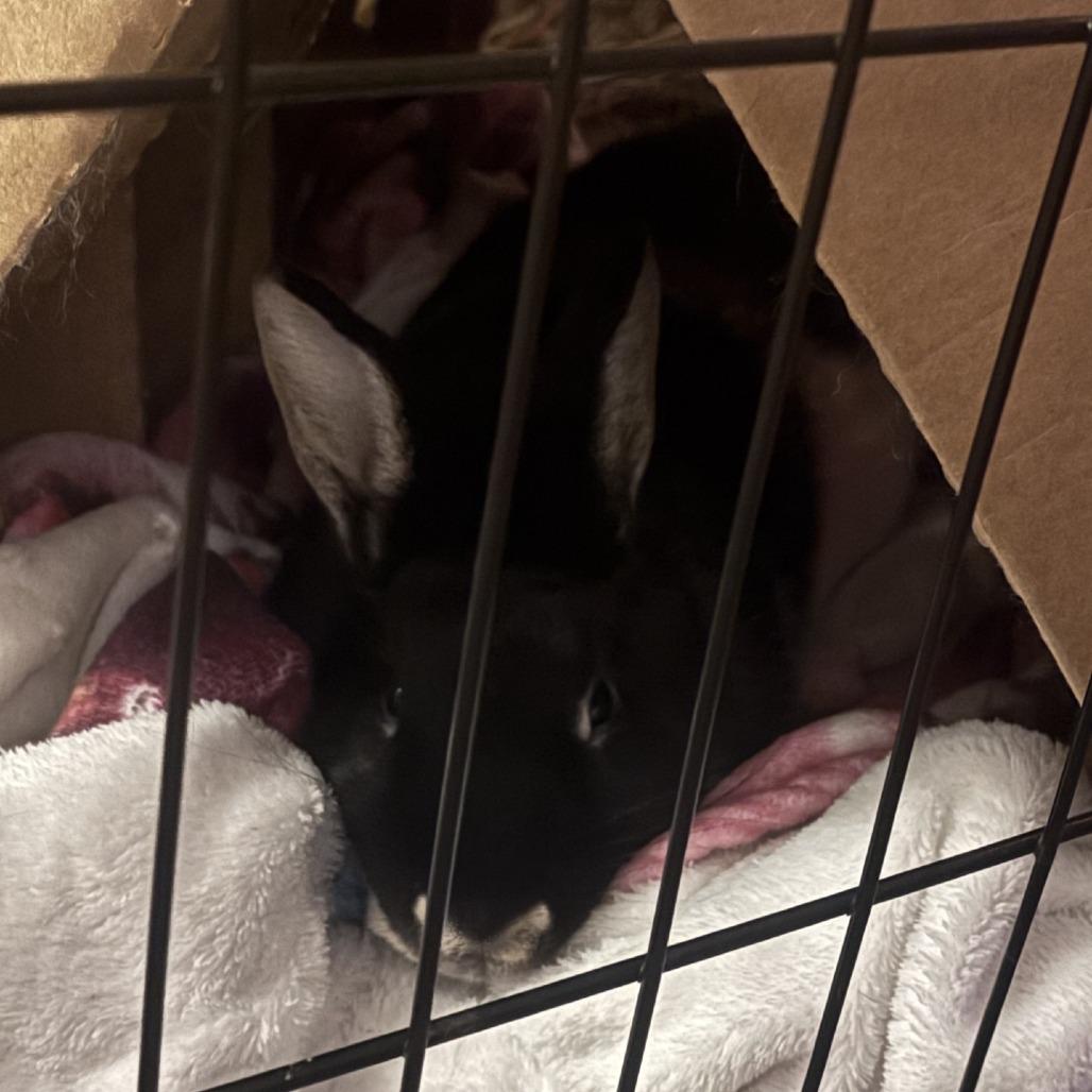 Enlarge Cindy Hopper--In Foster, a Adoptable Silver Marten in Fargo, ND image 6/6