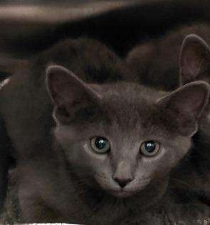 Anderson, Adoptable, Kitten Male Domestic Short Hair.
