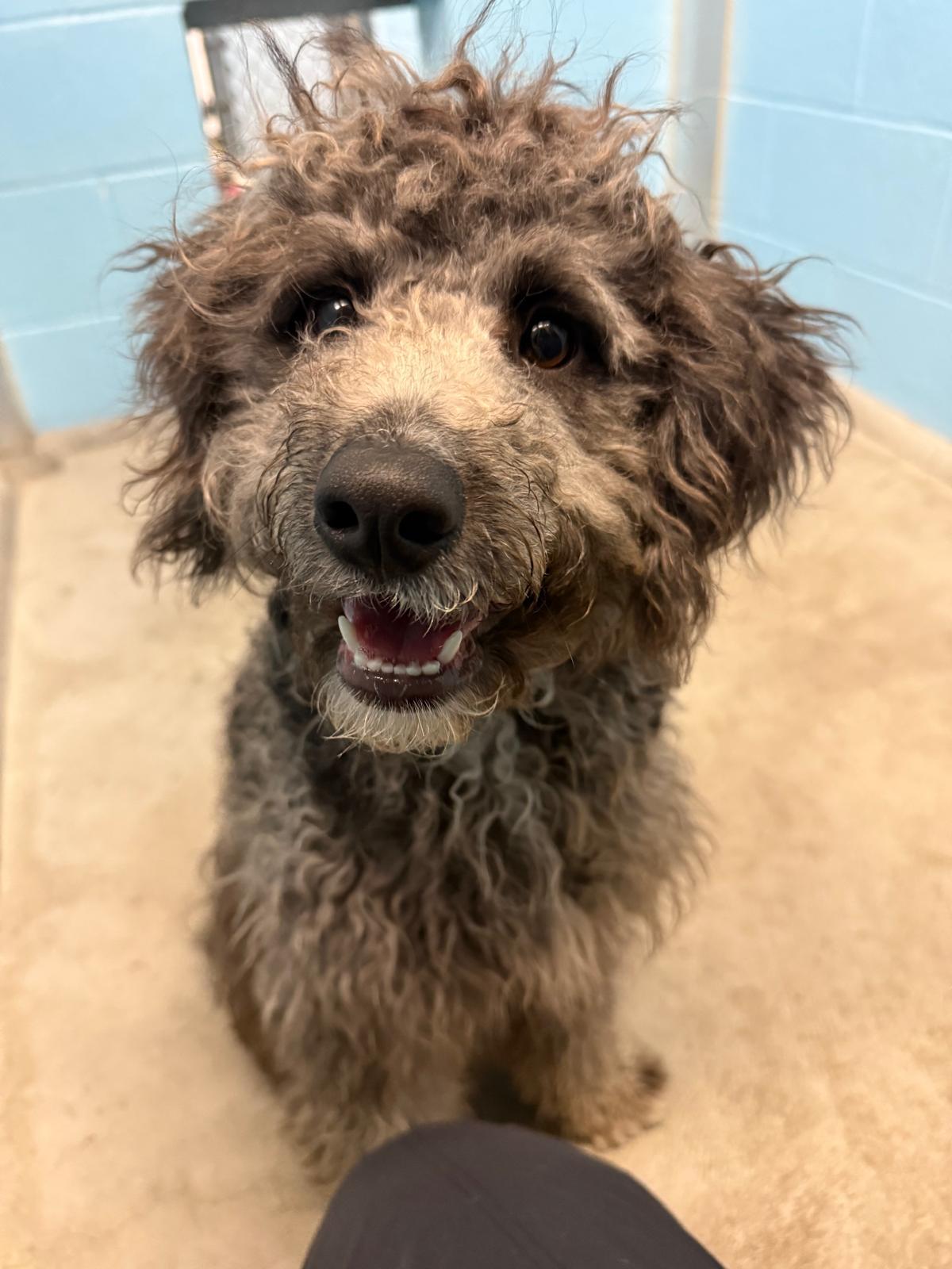 Enlarge Eva, a Adoptable mixed breed in Vancouver, BC image 2/4