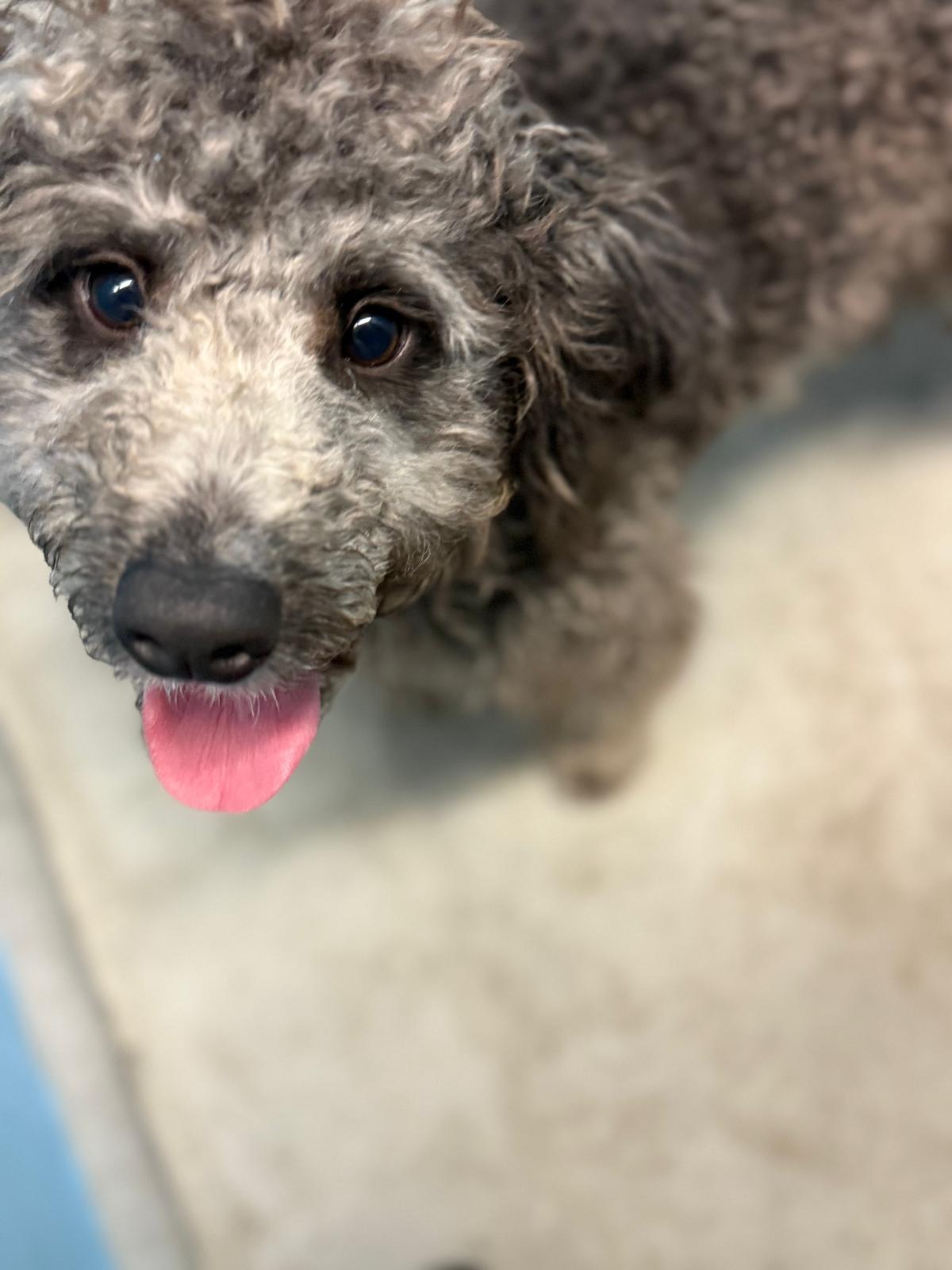 Enlarge Eva, a Adoptable mixed breed in Vancouver, BC image 3/4