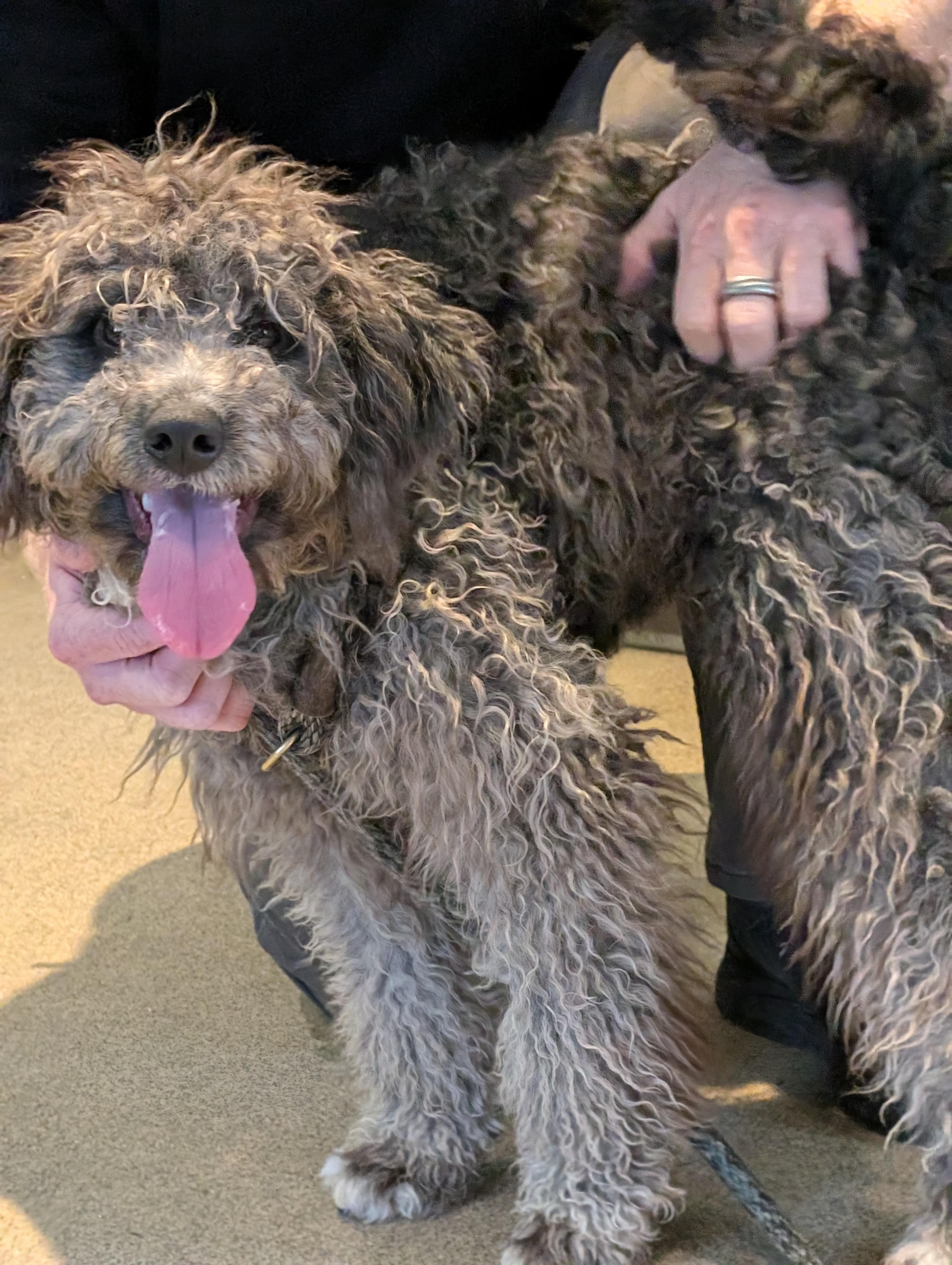 Enlarge Eva, a Adoptable mixed breed in Vancouver, BC image 4/4