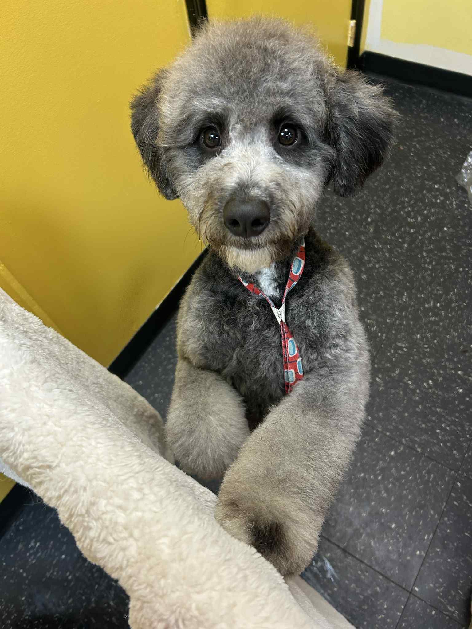 Enlarge Eva, a Adoptable mixed breed in Vancouver, BC image 1/4