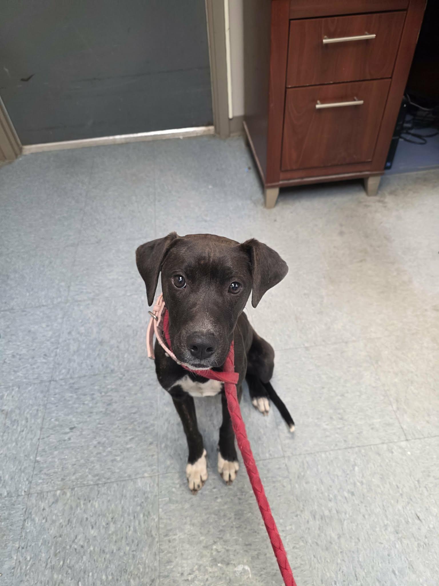 Enlarge Lettuce, a ADOPTABLE mixed breed in Rock Falls, IL image 6/6