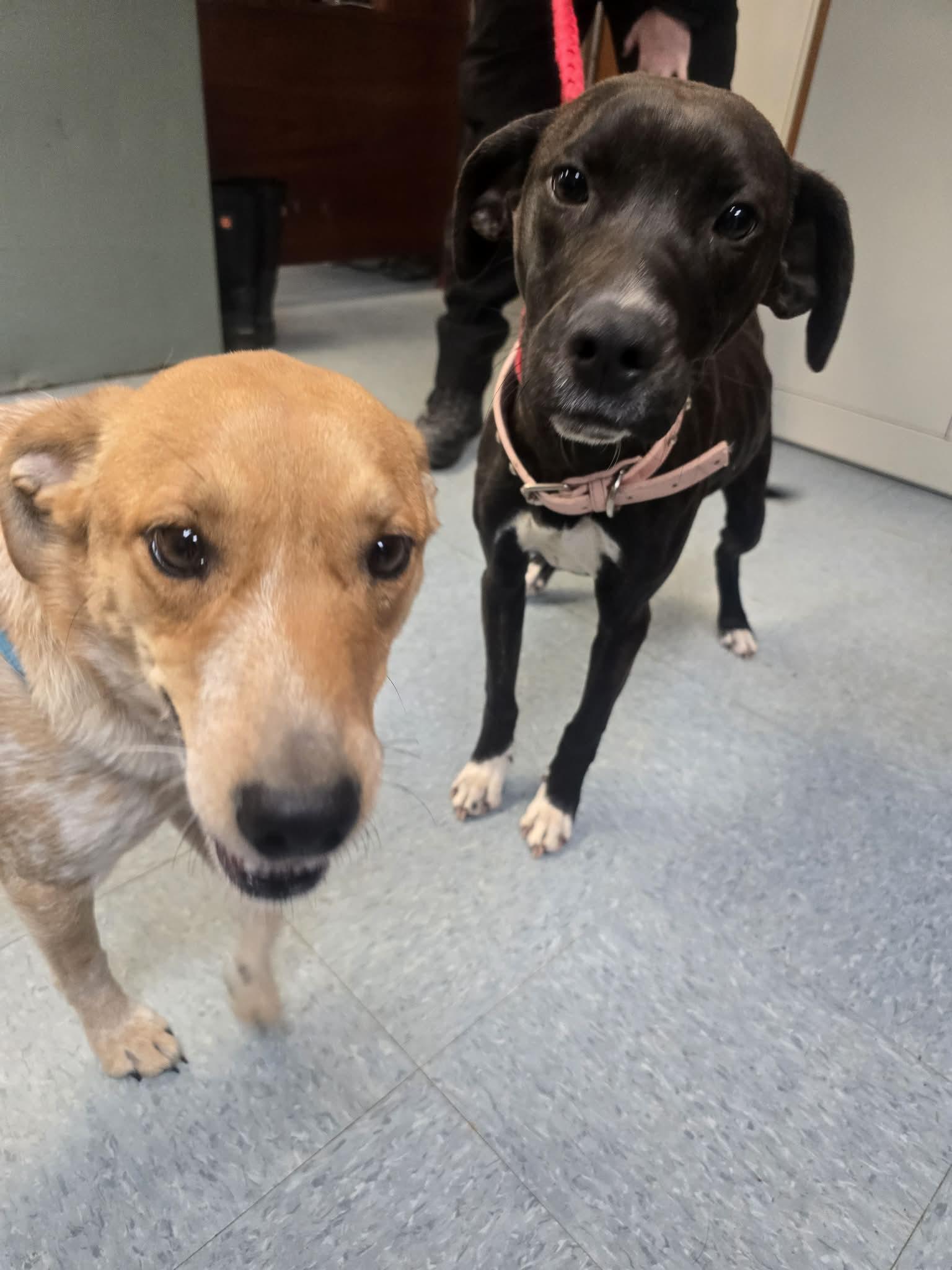 Enlarge Lettuce, a ADOPTABLE mixed breed in Rock Falls, IL image 2/6