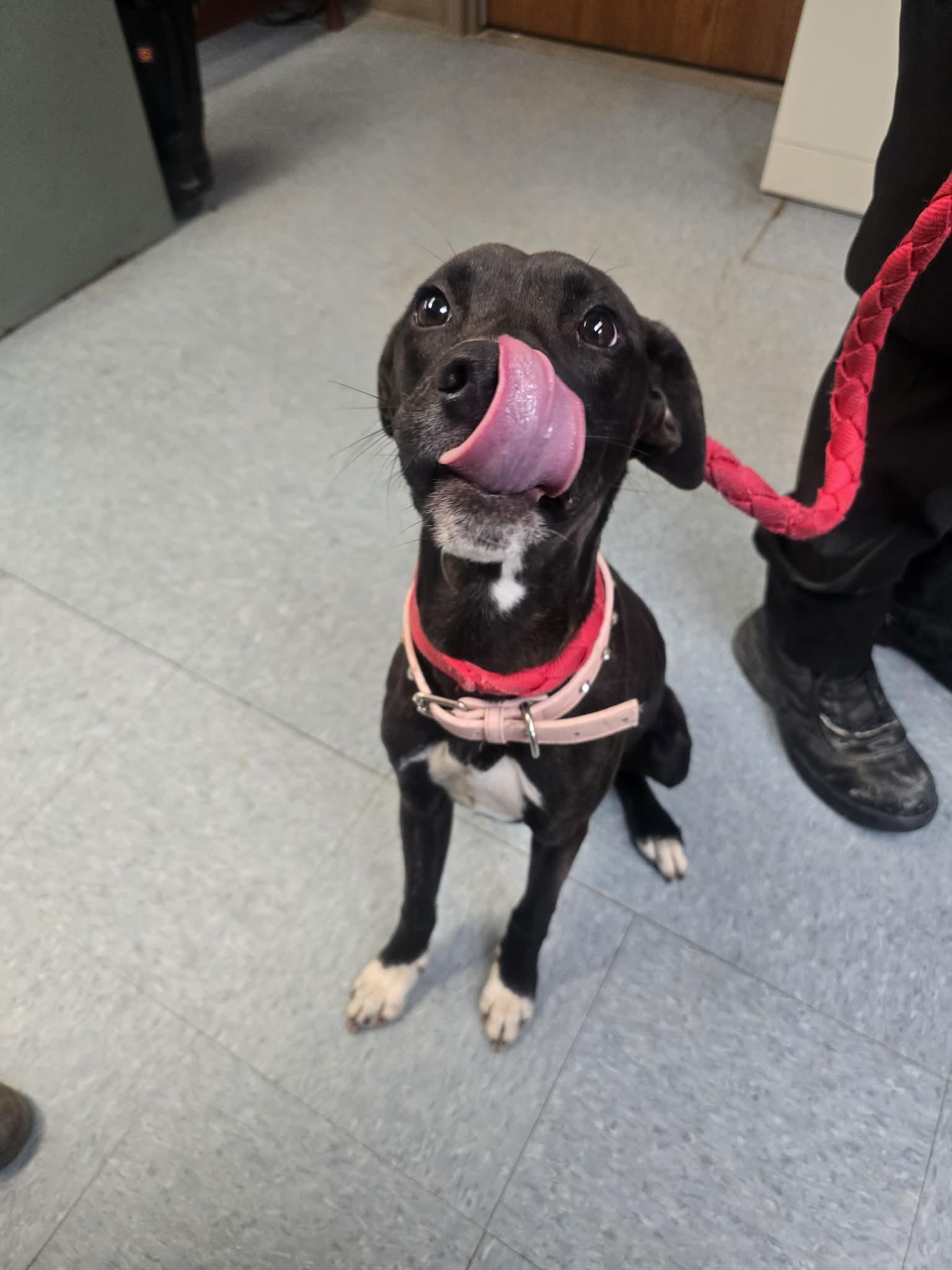 Enlarge Lettuce, a ADOPTABLE mixed breed in Rock Falls, IL image 5/6