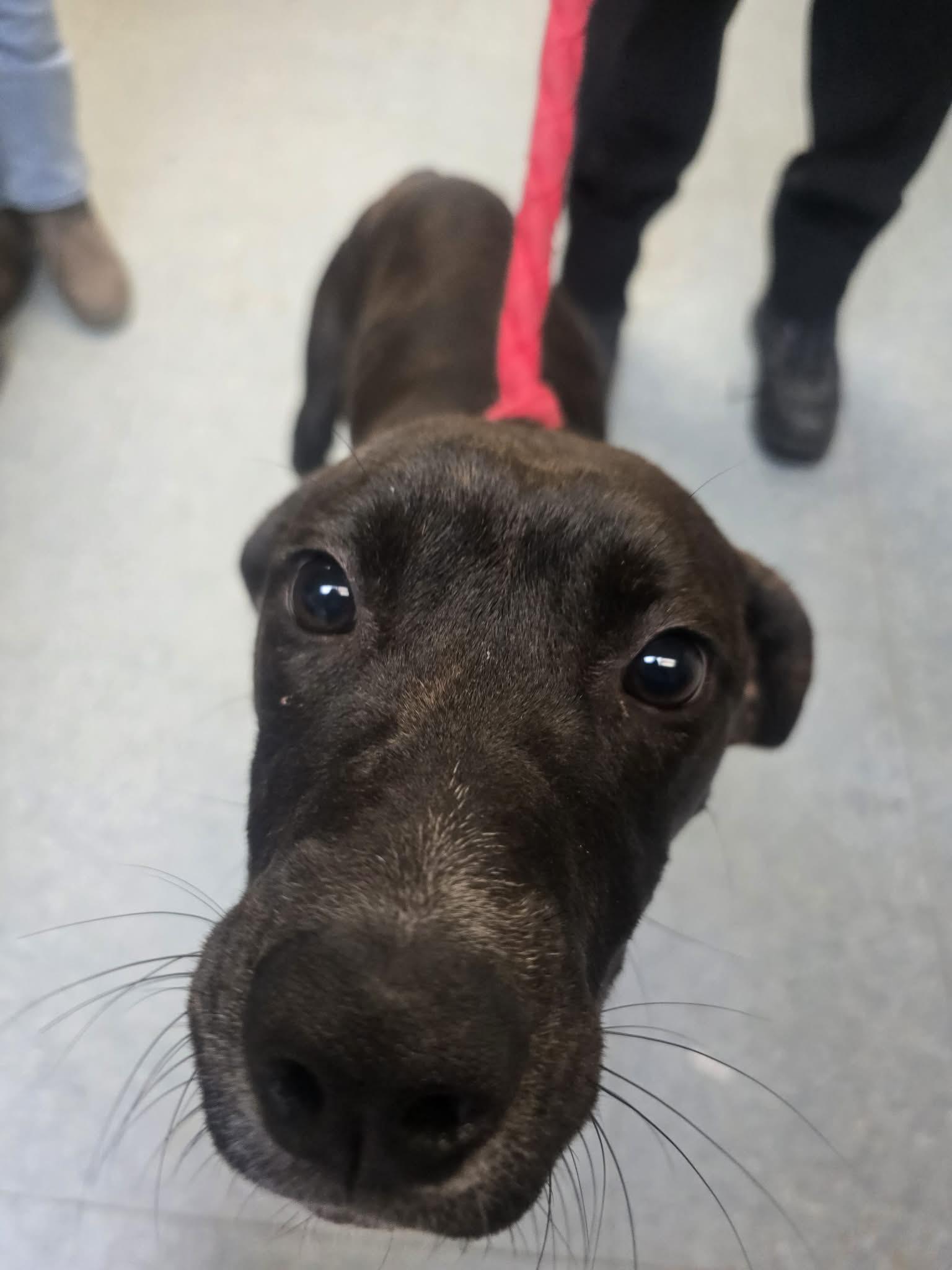 Enlarge Lettuce, a ADOPTABLE mixed breed in Rock Falls, IL image 1/6