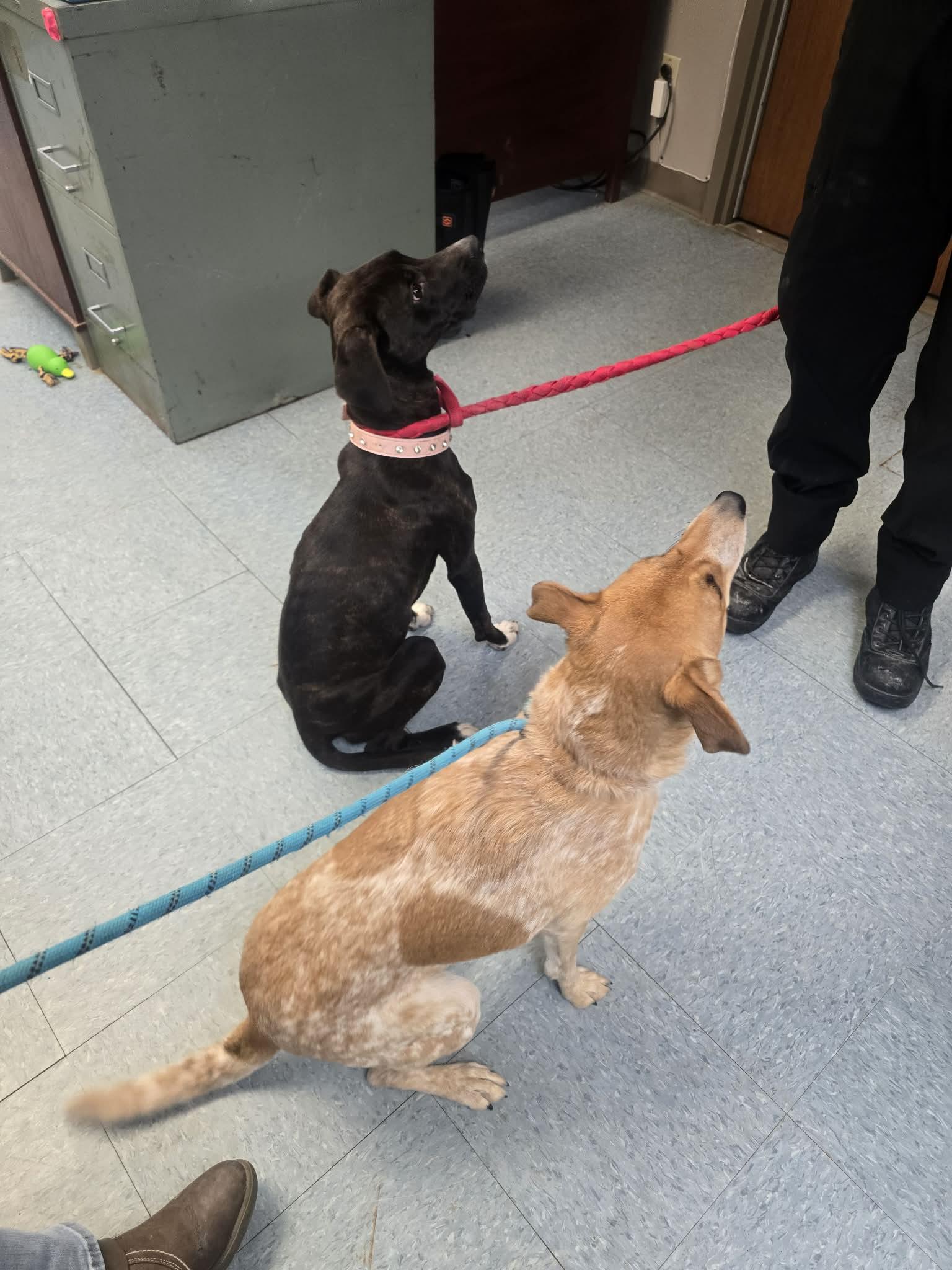 Enlarge Lettuce, a ADOPTABLE mixed breed in Rock Falls, IL image 4/6