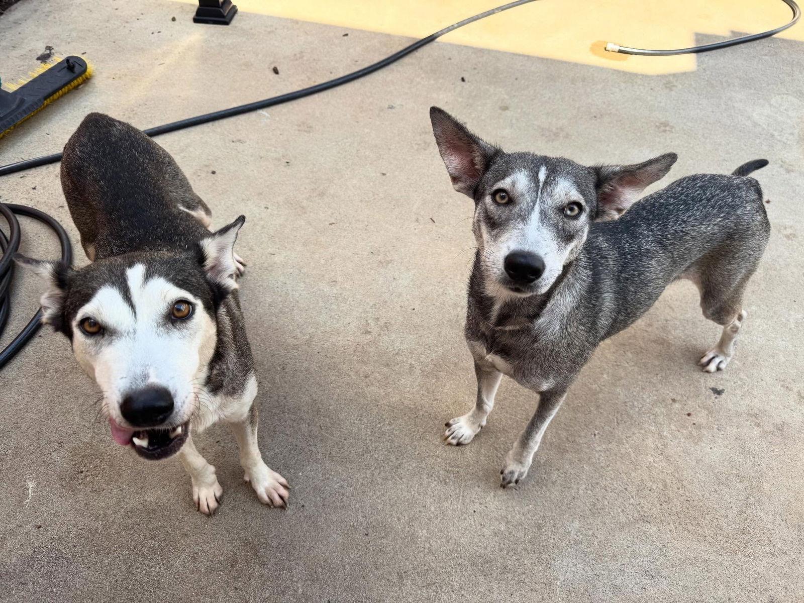 Enlarge Harley, a Adoptable Husky in Houston, TX image 1/3