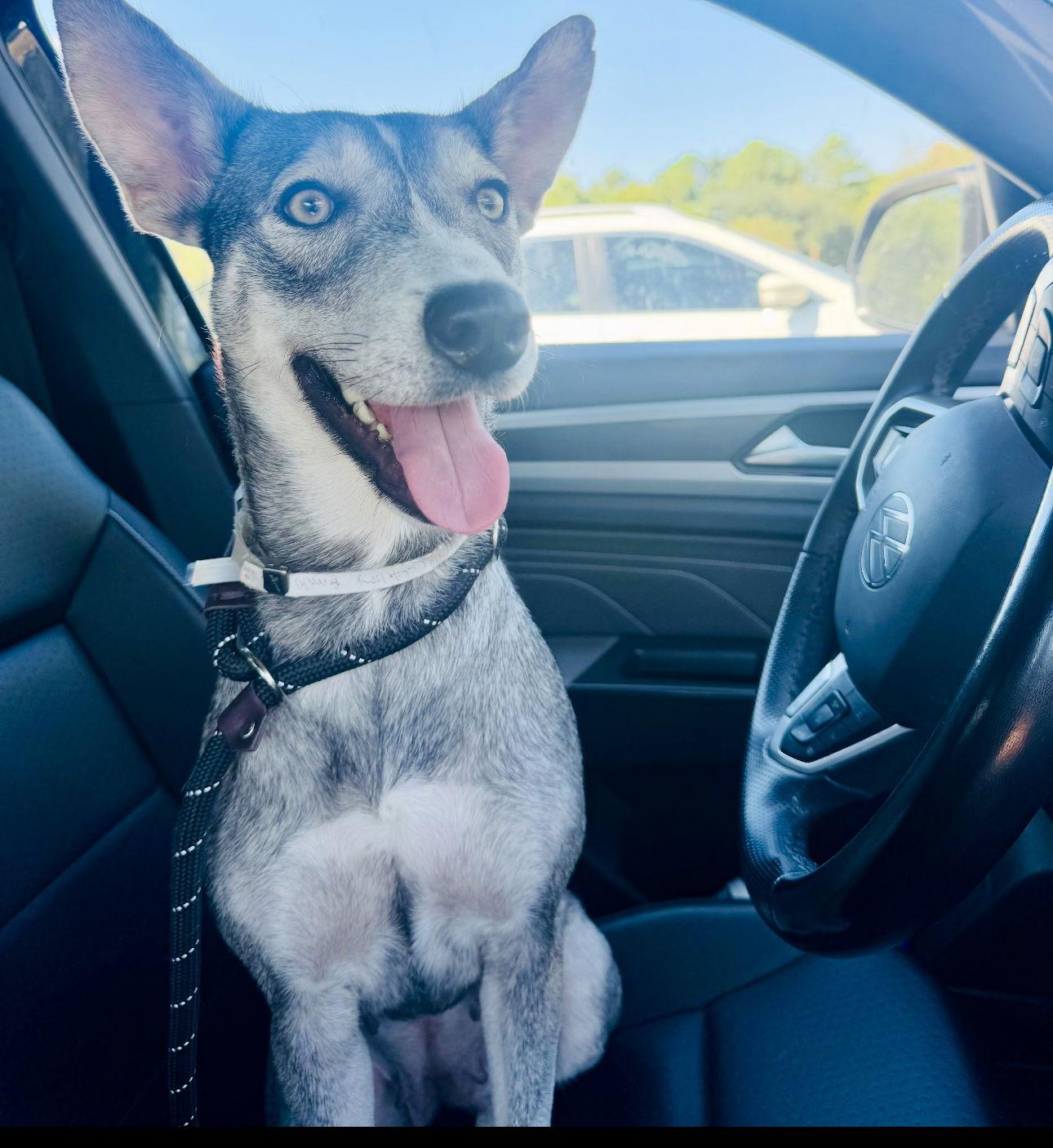 Enlarge Harley, a Adoptable Husky in Houston, TX image 2/3