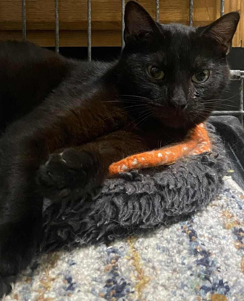 Enlarge Kitty Softpaws, a Adoptable Domestic Short Hair in Evansville, IN image 1/4