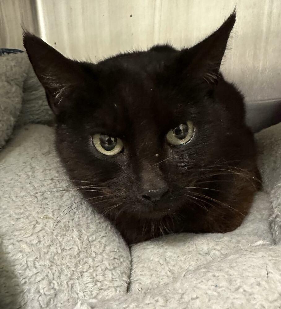 Enlarge Kitty Softpaws, a Adoptable Domestic Short Hair in Evansville, IN image 2/4