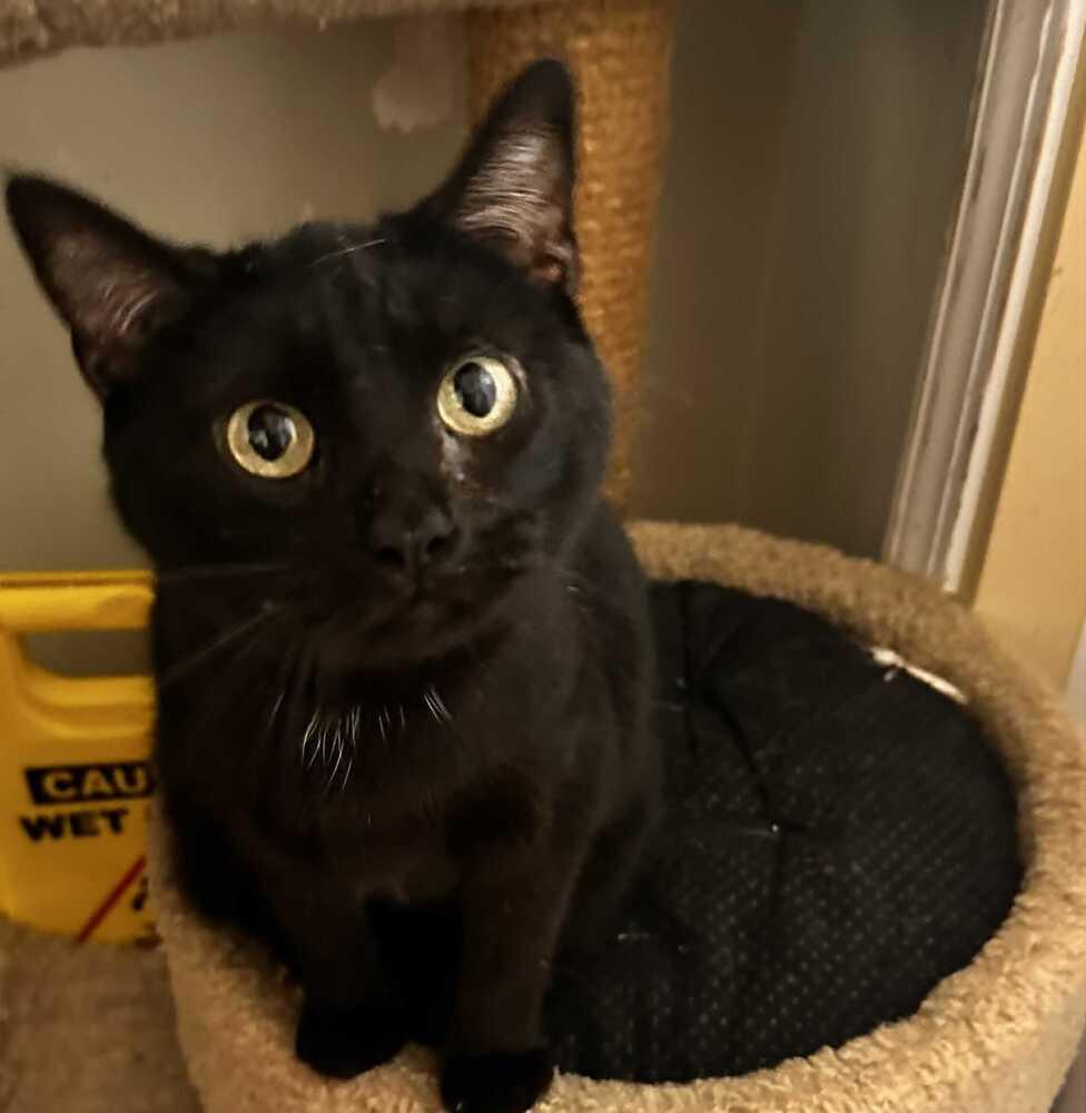 Enlarge Kitty Softpaws, a Adoptable Domestic Short Hair in Evansville, IN image 3/4