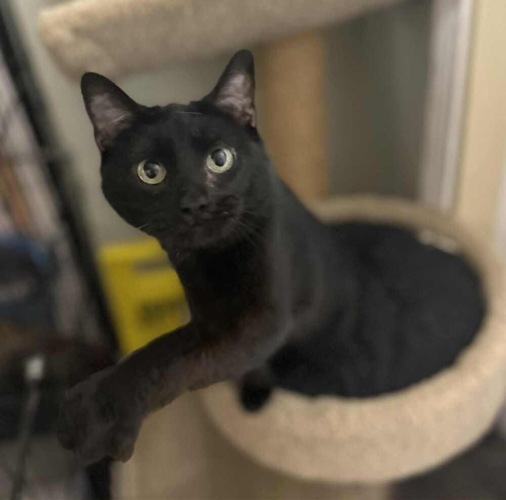 Enlarge Kitty Softpaws, a Adoptable Domestic Short Hair in Evansville, IN image 4/4