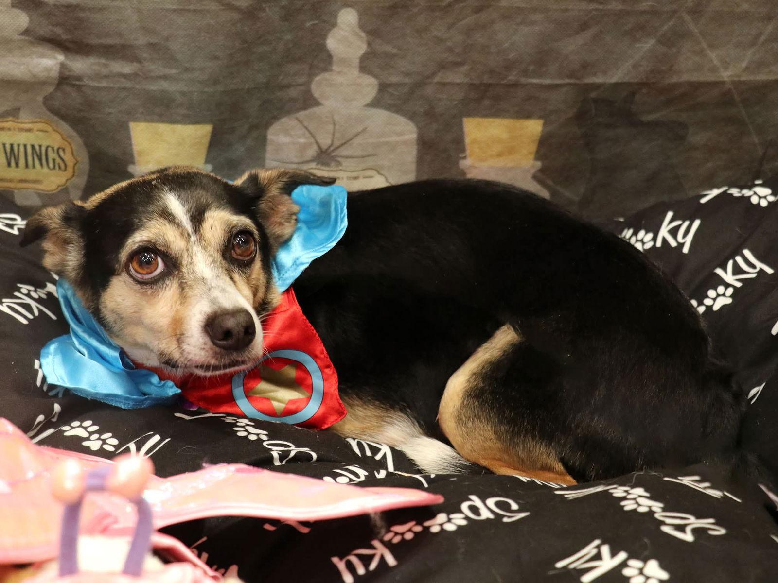 Harley (bonded with Remi), Adoptable, Adult Male Chihuahua.