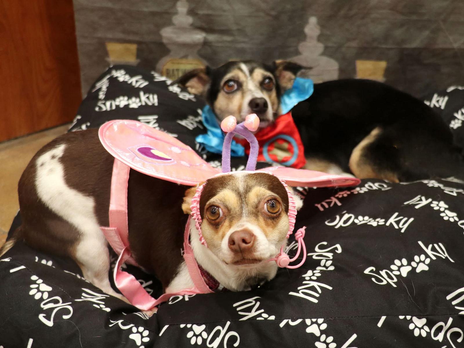 Harley (bonded with Remi), a Adoptable Chihuahua in Apple Valley, CA image 2/2