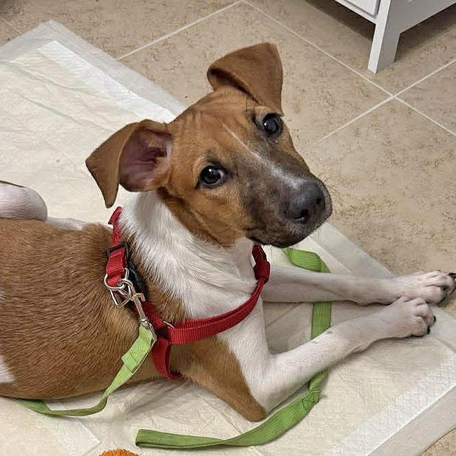 Enlarge Maddie, a ADOPTABLE mixed breed in Portsmouth, NH image 1/6