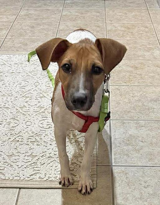 Enlarge Maddie, a ADOPTABLE mixed breed in Portsmouth, NH image 2/6