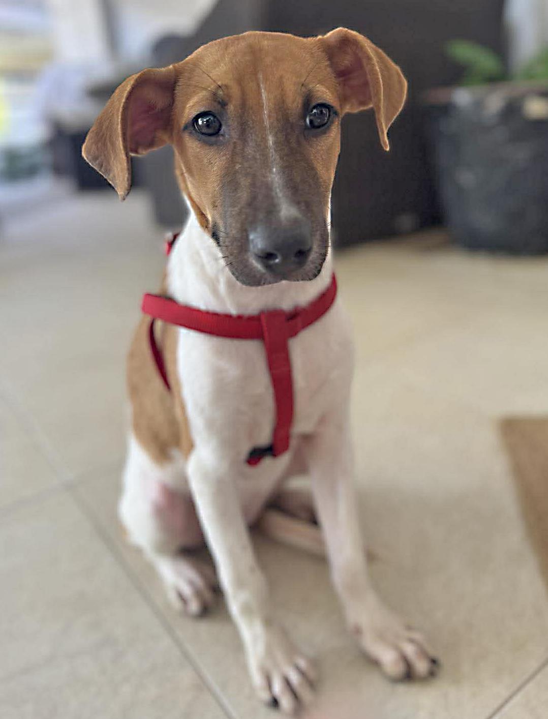 Enlarge Maddie, a ADOPTABLE mixed breed in Portsmouth, NH image 3/6