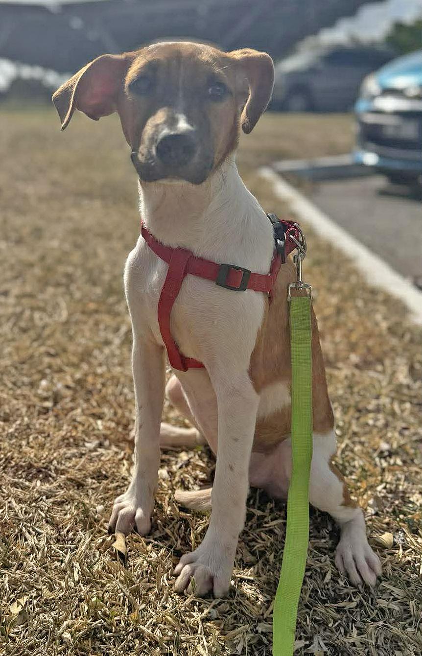 Enlarge Maddie, a ADOPTABLE mixed breed in Portsmouth, NH image 4/6