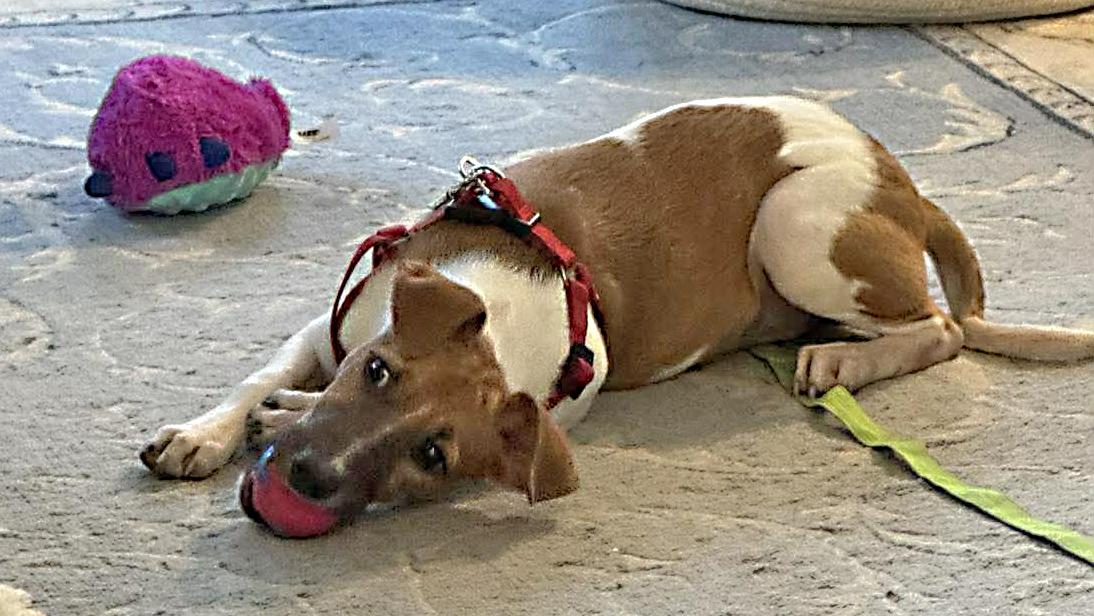 Enlarge Maddie, a ADOPTABLE mixed breed in Portsmouth, NH image 6/6