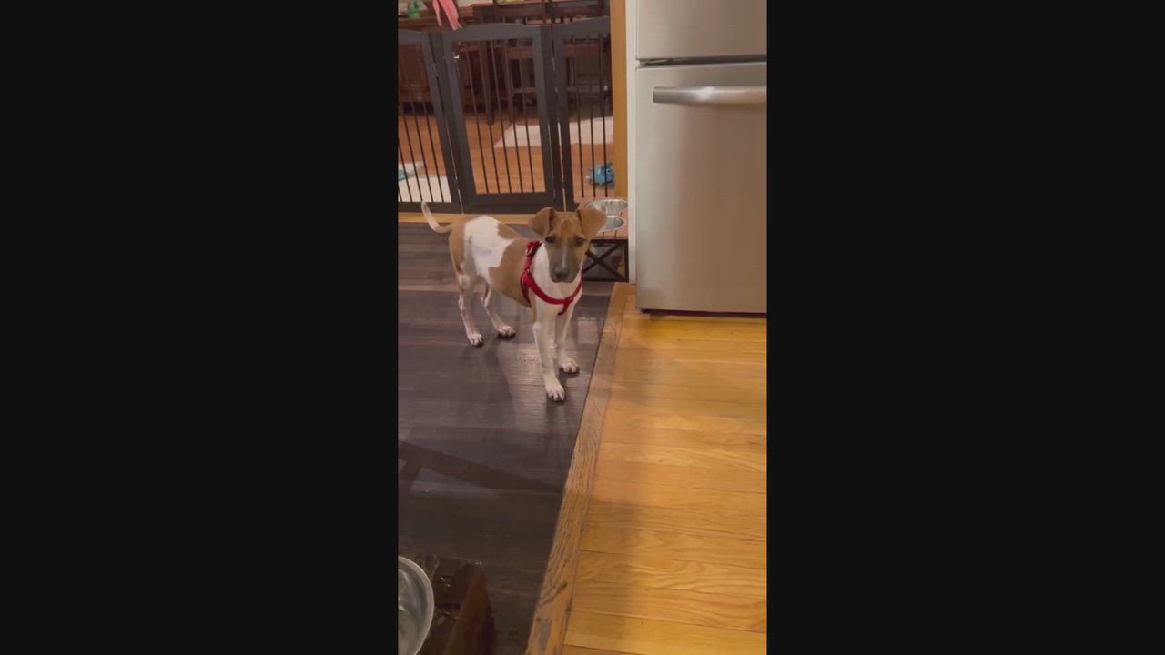 Enlarge Maddie, a ADOPTABLE mixed breed in Portsmouth, NH video 5/6