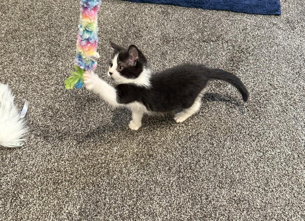 Enlarge Kimiko, a Adoptable Domestic Short Hair in Union Grove, WI image 1/6