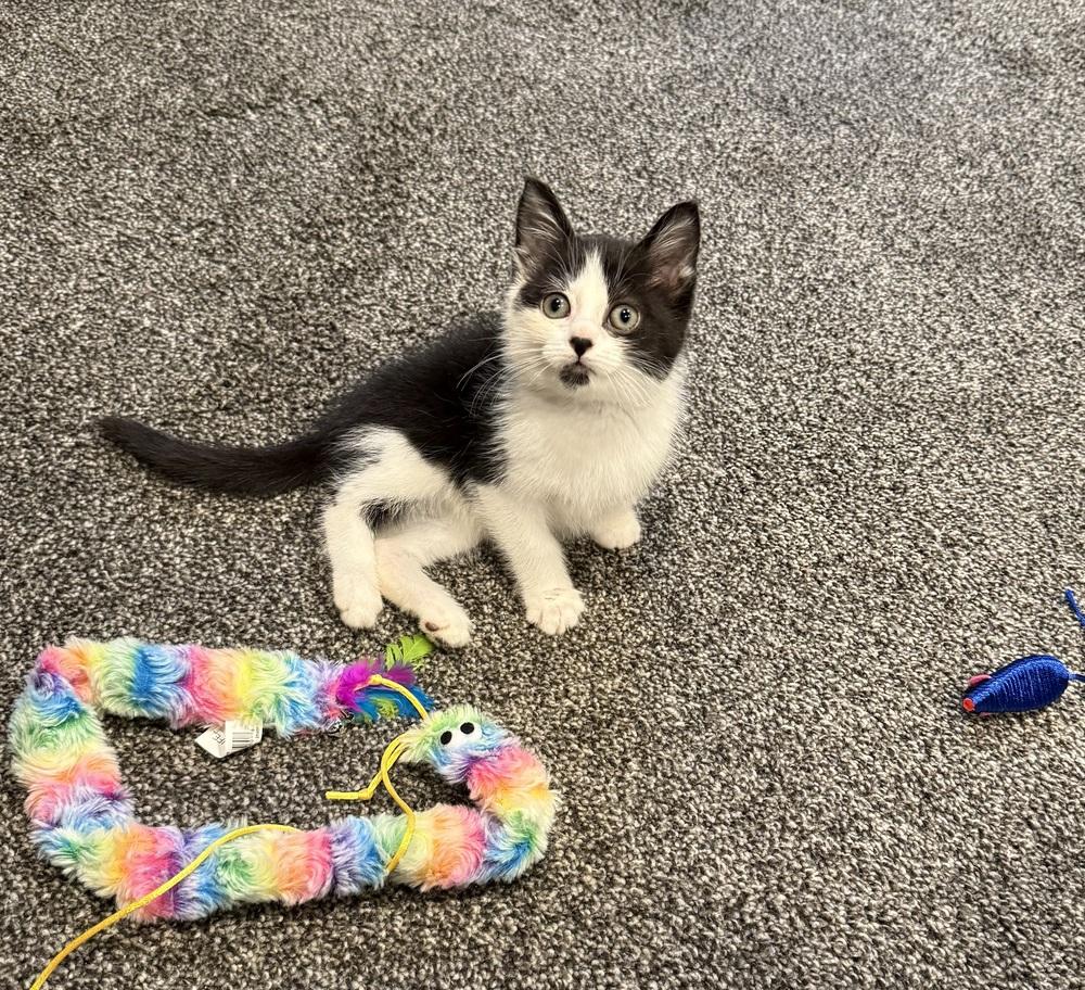 Enlarge Kimiko, a Adoptable Domestic Short Hair in Union Grove, WI image 2/6