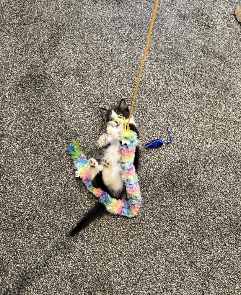Enlarge Kimiko, a Adoptable Domestic Short Hair in Union Grove, WI image 3/6