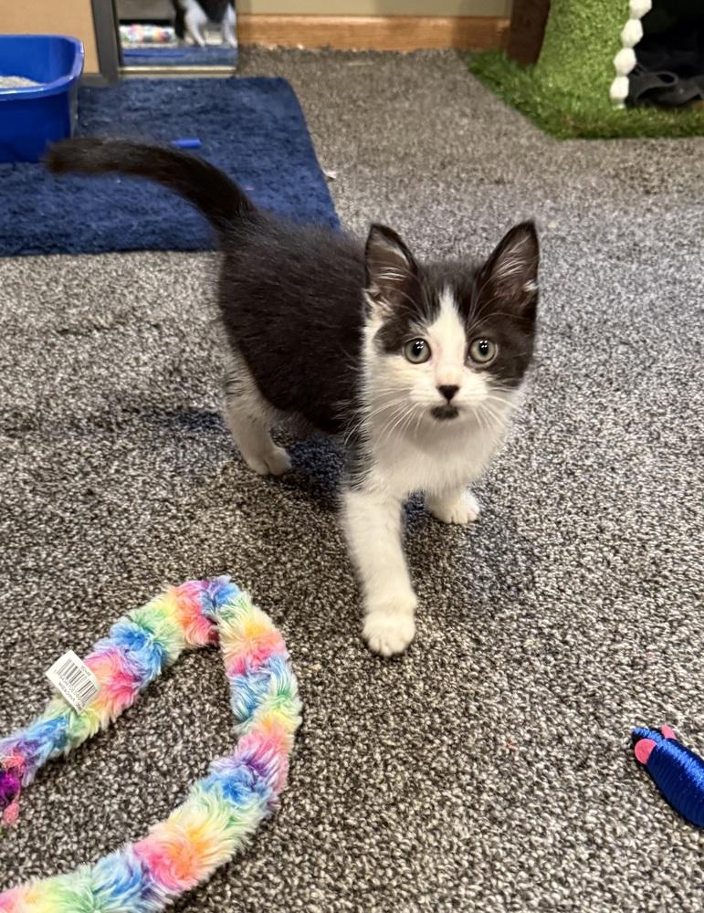 Enlarge Kimiko, a Adoptable Domestic Short Hair in Union Grove, WI image 5/6