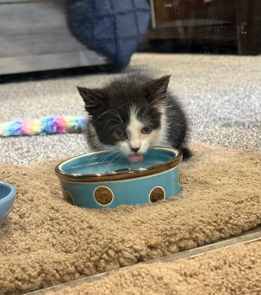 Enlarge Kimiko, a Adoptable Domestic Short Hair in Union Grove, WI image 6/6