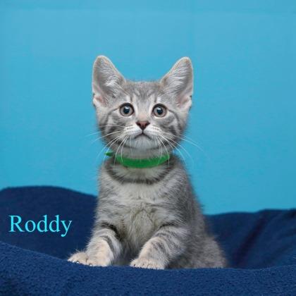 Roddy, Adoptable, Kitten Male Domestic Medium Hair & Domestic Short Hair.