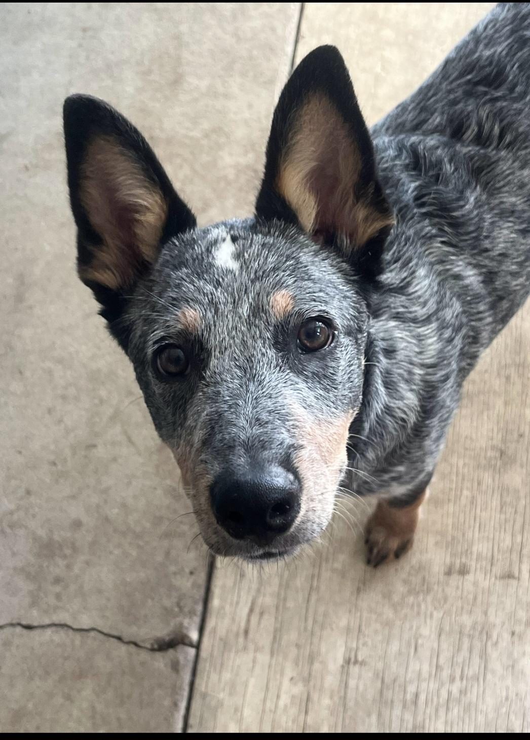 Enlarge Indy, a Adopted Australian Cattle Dog / Blue Heeler in merrillville, IN image 1/4