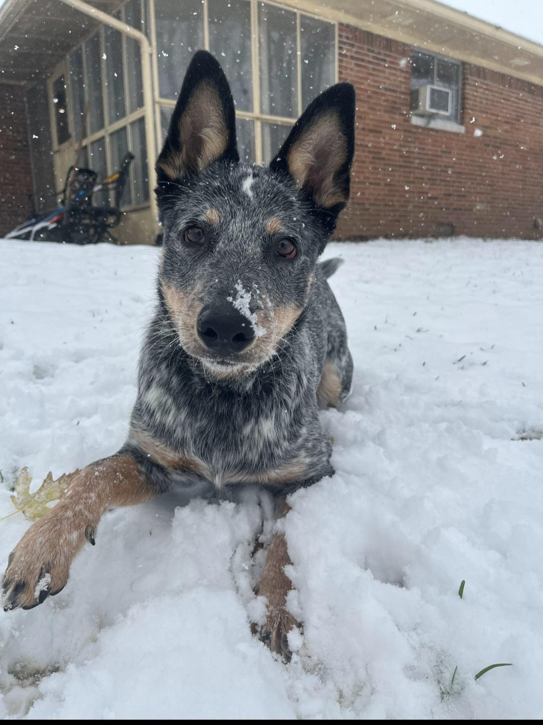 Enlarge Indy, a Adopted Australian Cattle Dog / Blue Heeler in merrillville, IN image 2/4