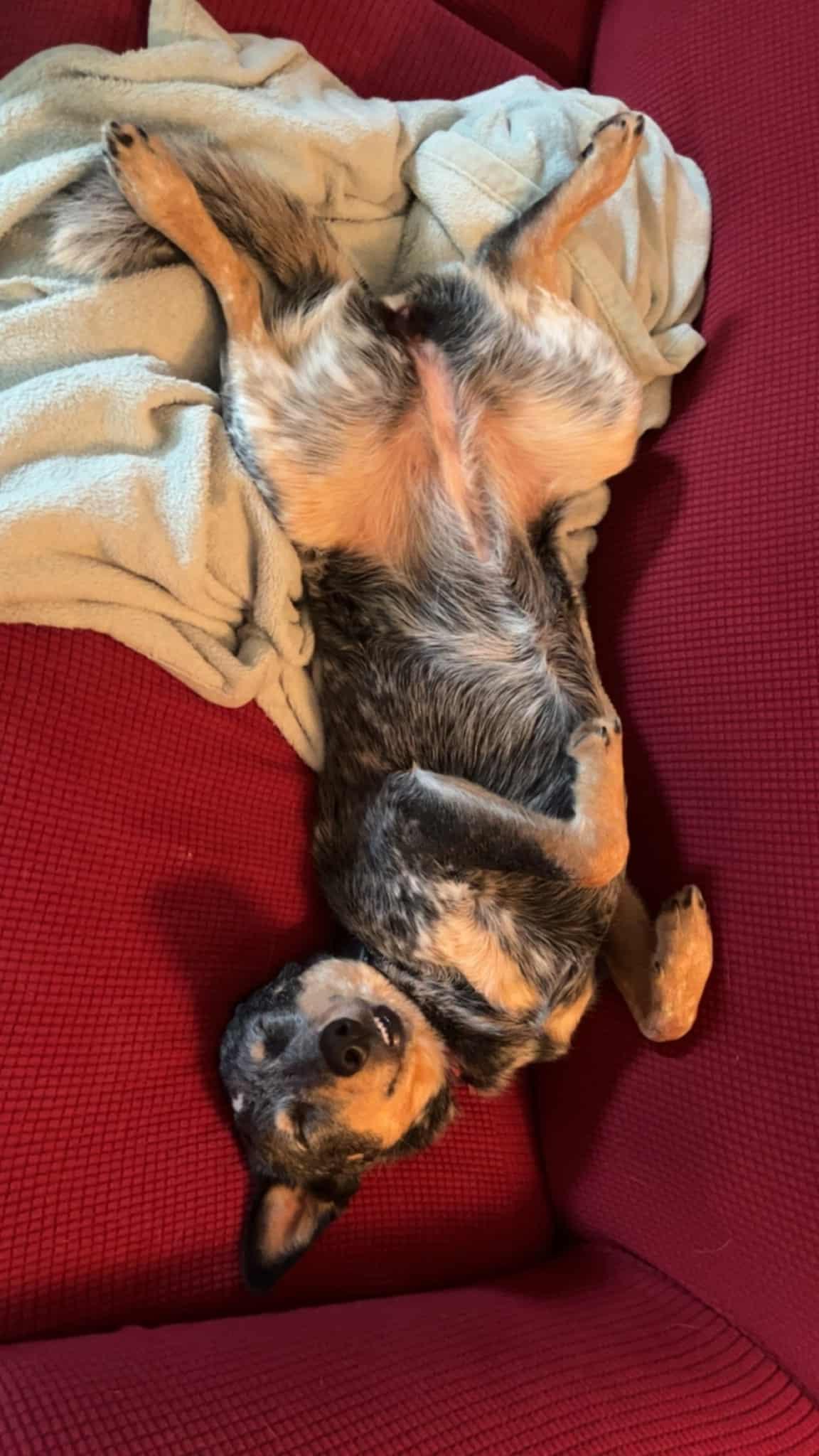 Enlarge Indy, a Adopted Australian Cattle Dog / Blue Heeler in merrillville, IN image 3/4